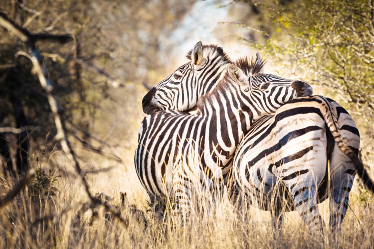 Zèbres dans le parc national Kruger
