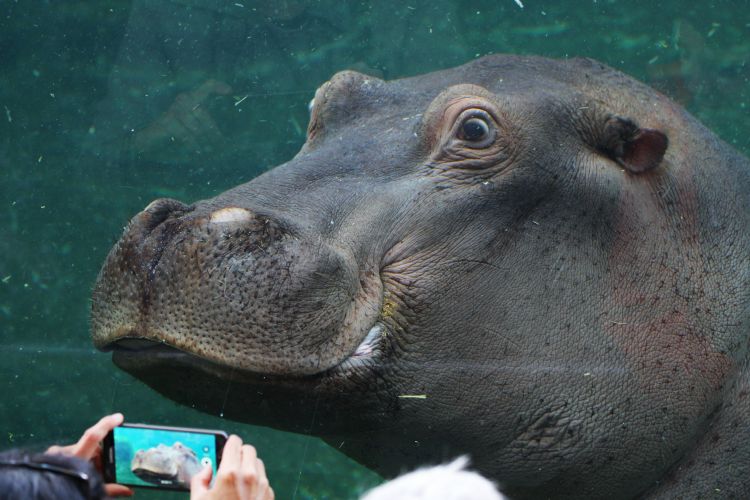 Hippopotame au zoo de Beauval