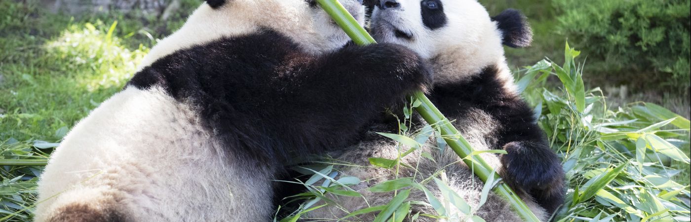 Pandas Yuandudu et Huanlili à Beauval