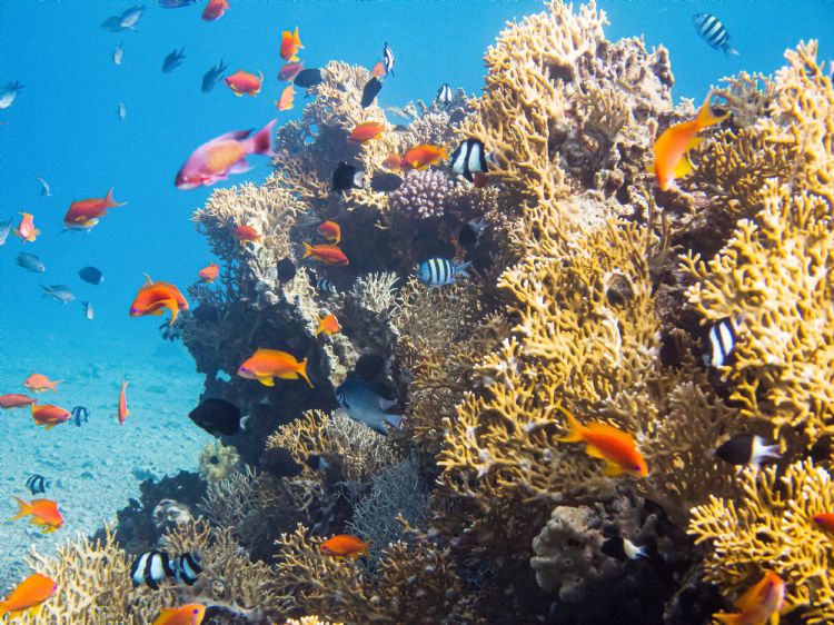 Mer Rouge à Aqaba