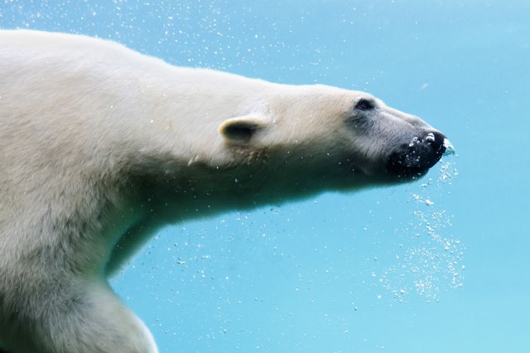 Ours blanc à Pairi Daiza