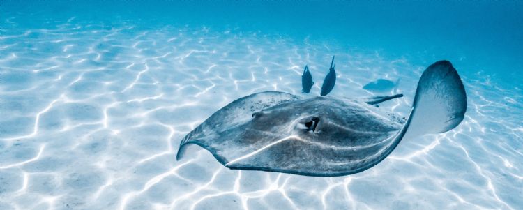 Raie dans le lagon de Moorea